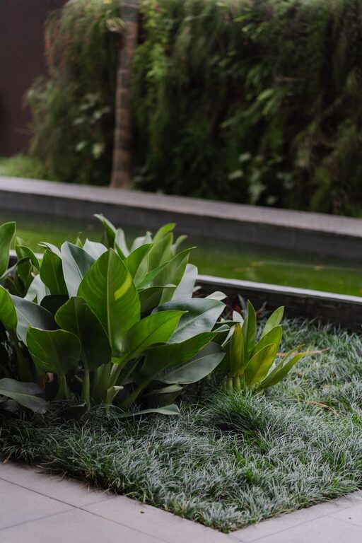Tips for Creating a Sustainable and Eco-Friendly Home Garden